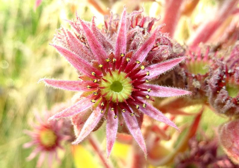 Sempervivum tectorum - Crassulaceae